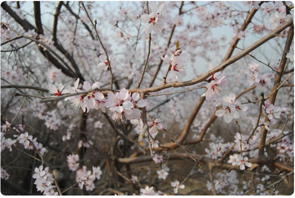 人间三月天，桃花盛樱花